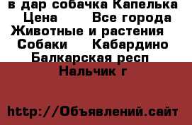 в дар собачка Капелька › Цена ­ 1 - Все города Животные и растения » Собаки   . Кабардино-Балкарская респ.,Нальчик г.